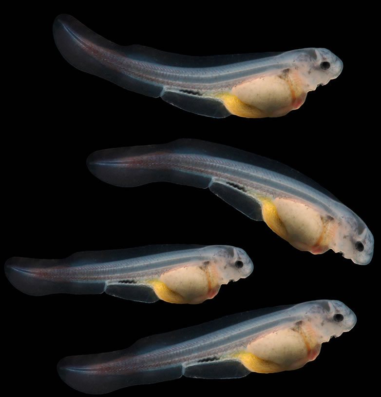 Russian Oscietra tadpoles