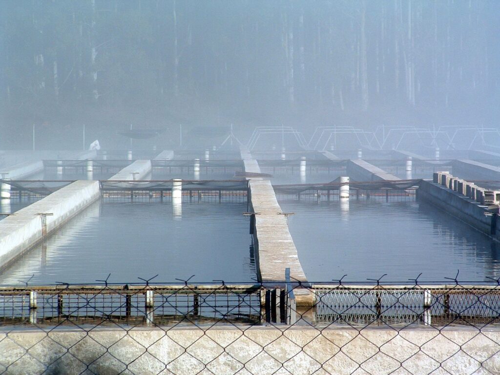 Black River Caviar Raceway Basins in Autumn